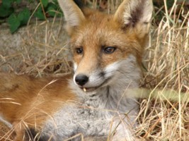 fox cubs