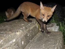 fox cub