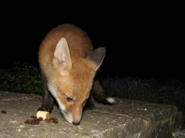 fox cub