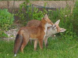 fox cub