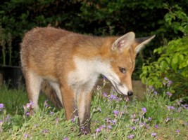 fox cub