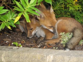 fox cub