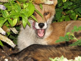 fox cubs