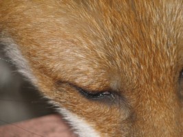 fox cubs
