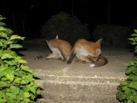 fox cub