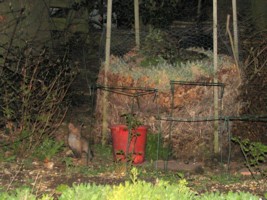 young fox cub