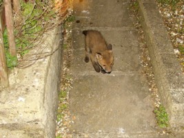 young fox cub