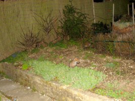 three young fox cubs