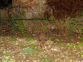  fox cub