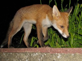 fox cub
