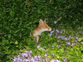  fox cub 