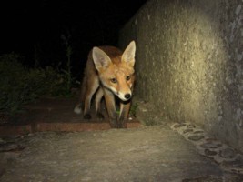 fox cub