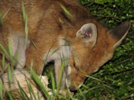 fox cub