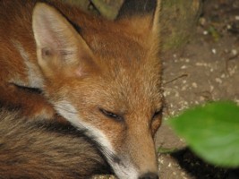 fox cub