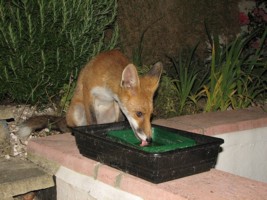fox cub