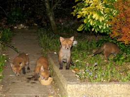  fox cubs