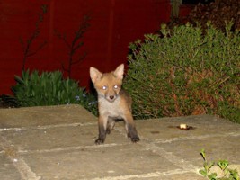  fox cub