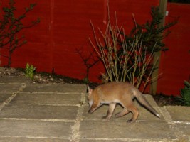 fox cub