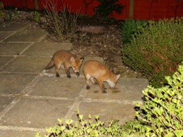 two fox cubs