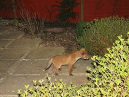 fox cub