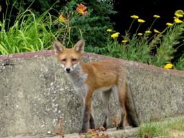 fox cub