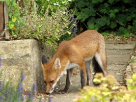 fox cub