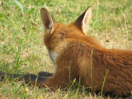 fox cub