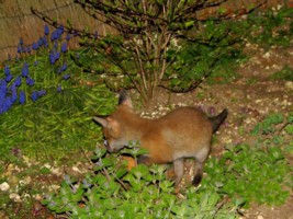 fox cub