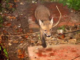 fox cub