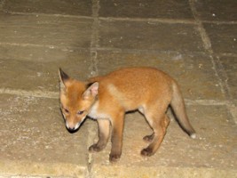 fox cub