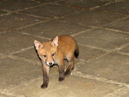 fox cub