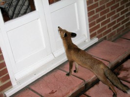 fox cub