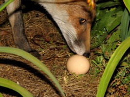 fox cub