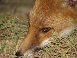 fox cub