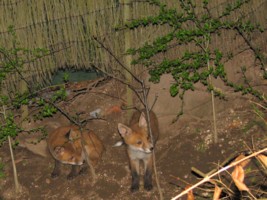 fox cubs