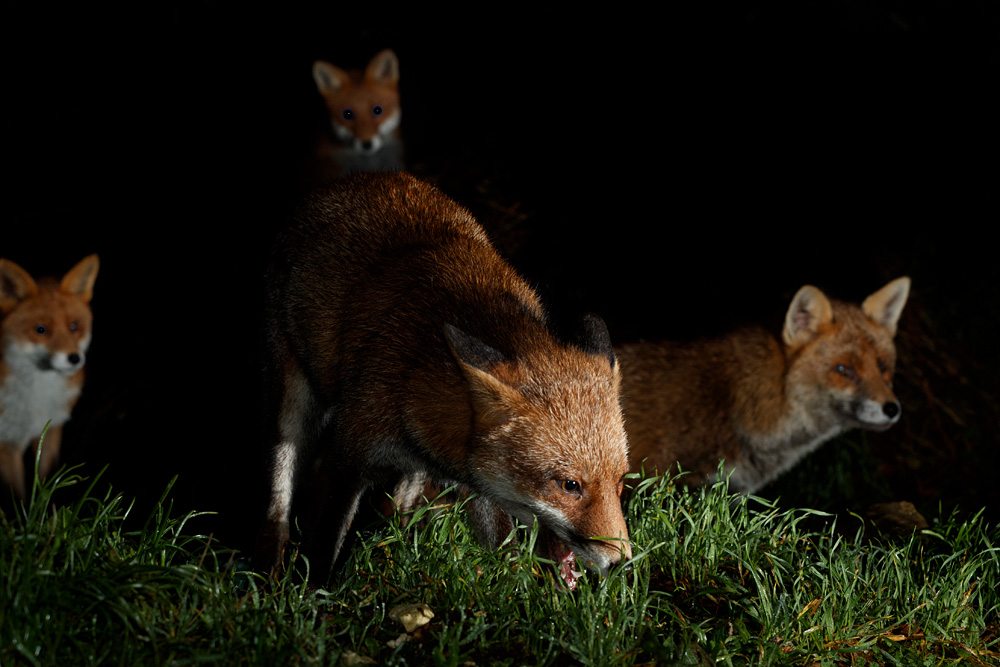 0101220101226589.jpg - Lopa plus three more foxes