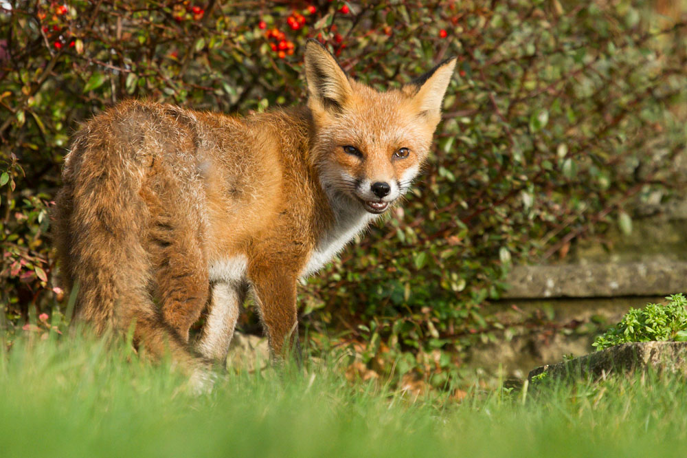 0102150202149223.jpg - Fox in sunshine
