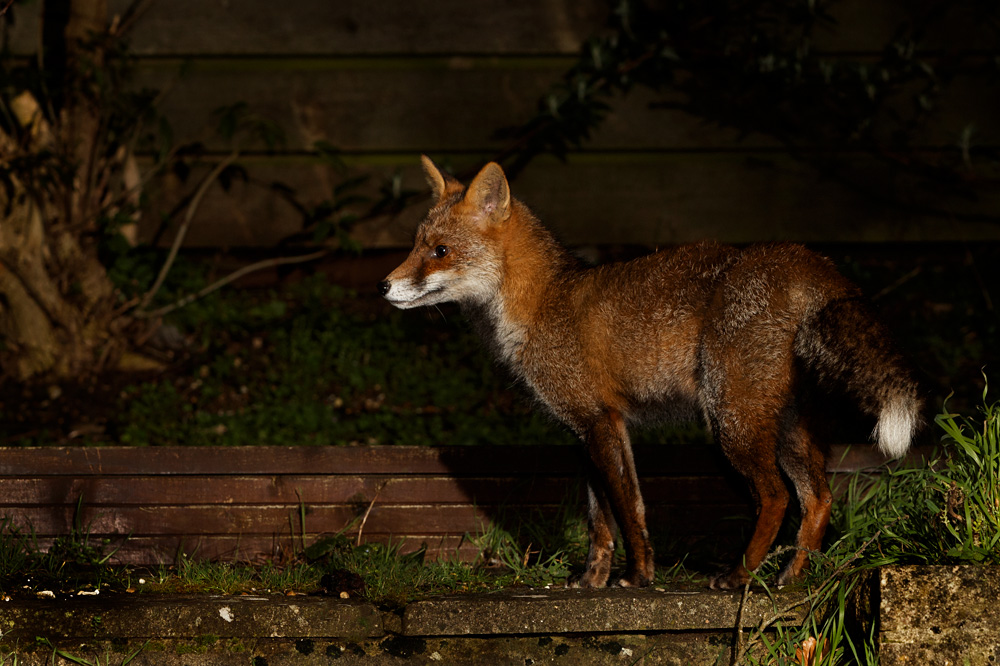 0102203001205340.jpg - Wolfy at Night