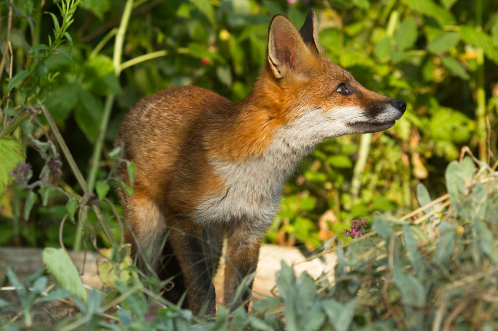 0103151007130223.jpg - Fox cub in among the weeds