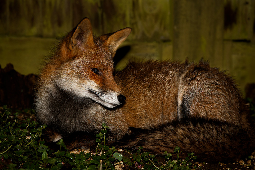 0103202902209173.jpg - Portrait of Wolfy the Vixen