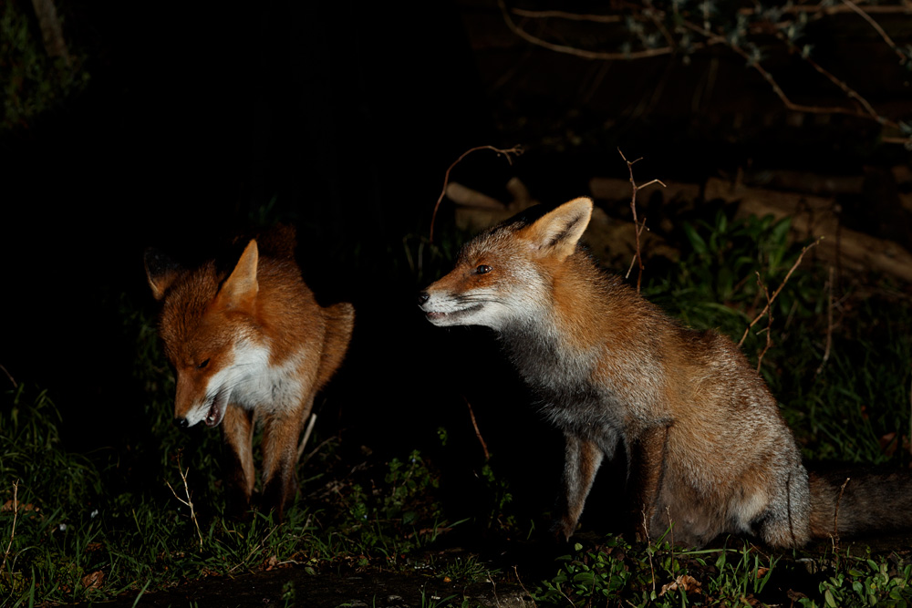 0103212102213743.jpg - Wolfy and Stumpy in the garden