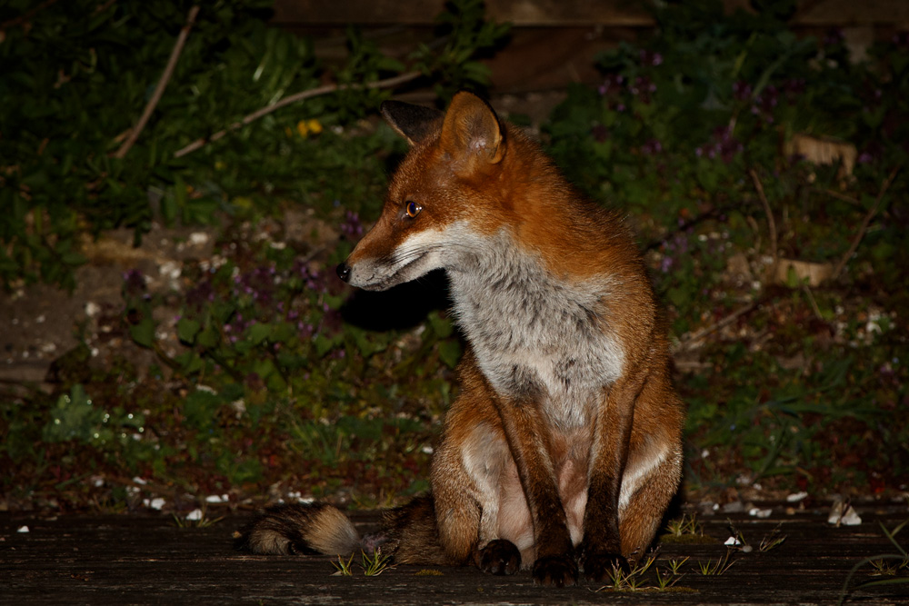 0104200204201930.jpg - Longtail at night