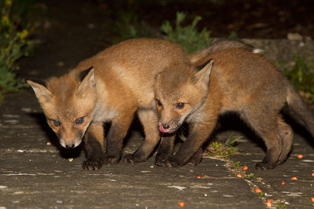 0105133004132043.jpg - Two 9-week old fox cubs in a suburban garden