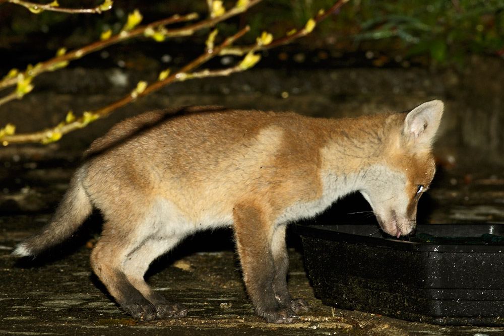 0105173004179206.jpg - Fox cubs on a rainy night