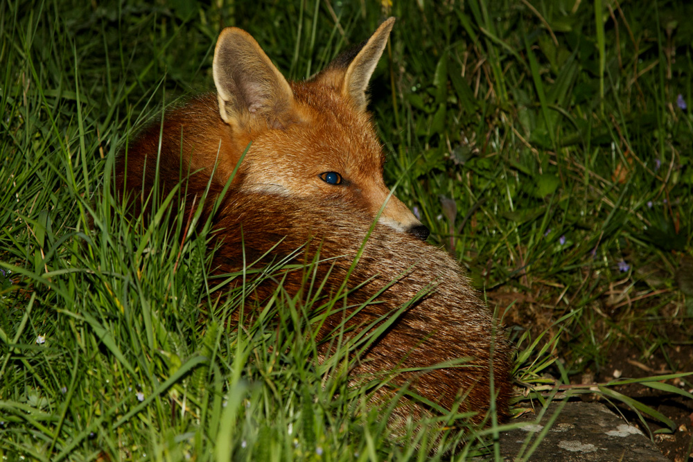 0105183004183176.jpg - Fox (Pretty) relaxing in the garden