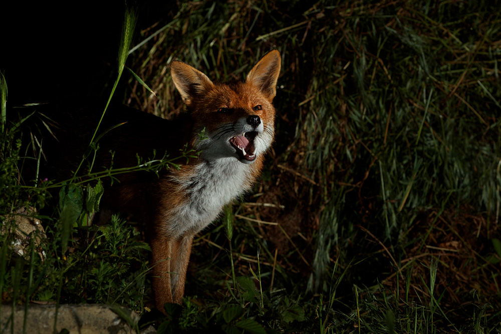 0106210106210968.jpg - Stumpy the vixen