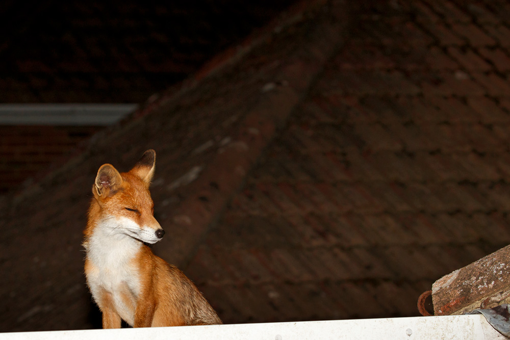 0107183006180560.jpg - Pretty on roof