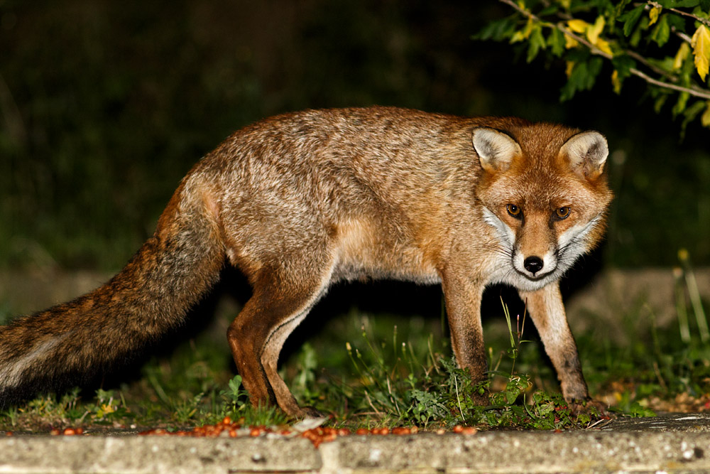 0110162909164053.jpg - Fox in garden