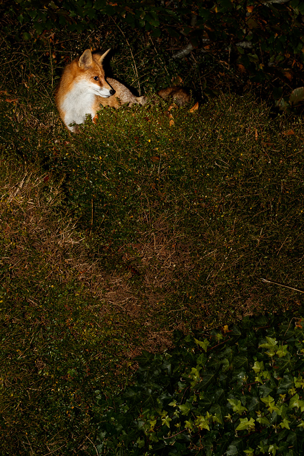 0111180111188134.jpg - Pretty sitting pretty atop an 5 foot high hedge