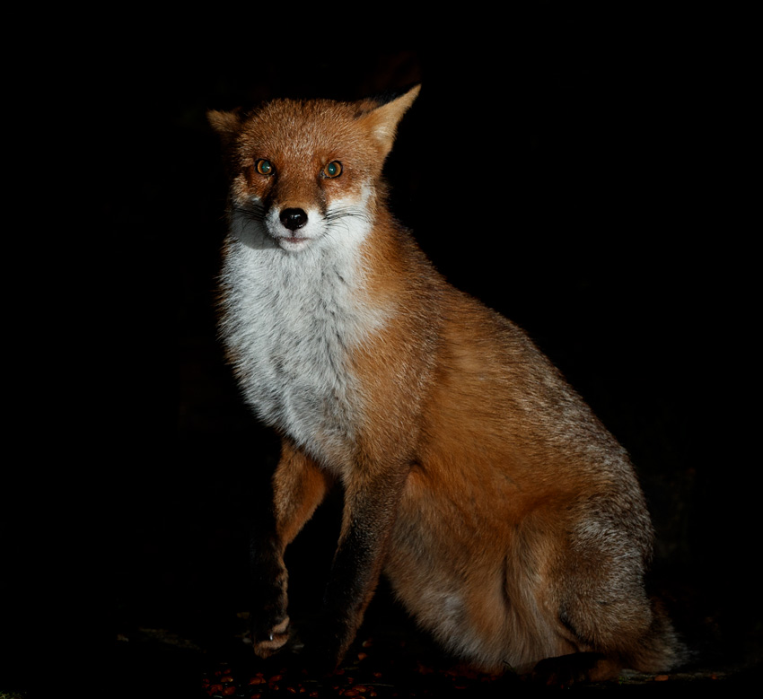 0111200111209233.jpg - Longtail with imjured front leg